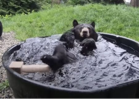 熊「水風呂気持ちいいぃぃぃ」